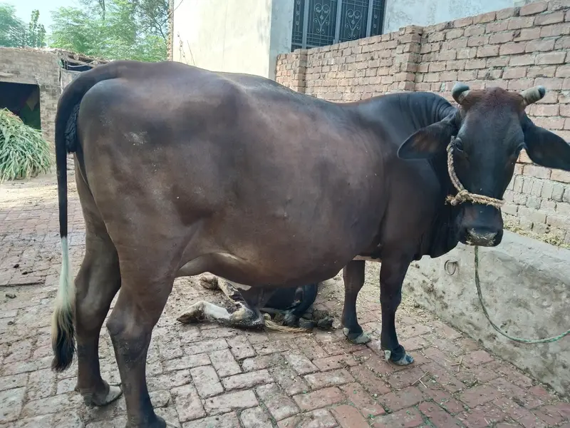 sahiwal cow — photo 3