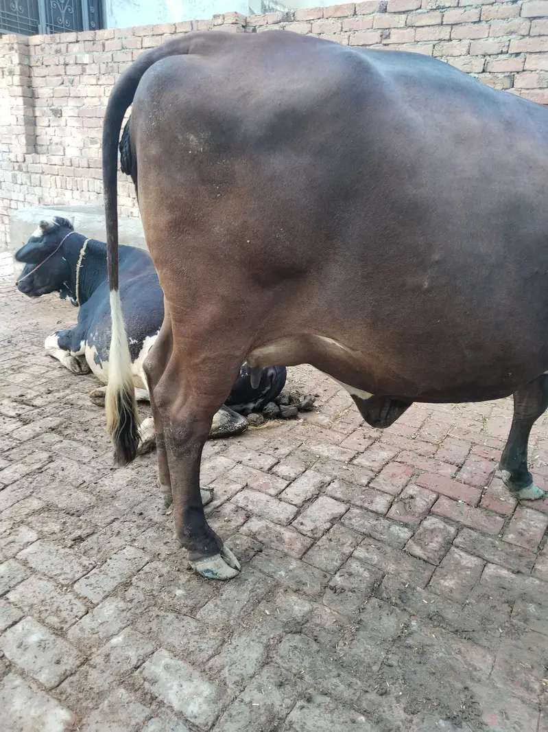 sahiwal cow — photo 5