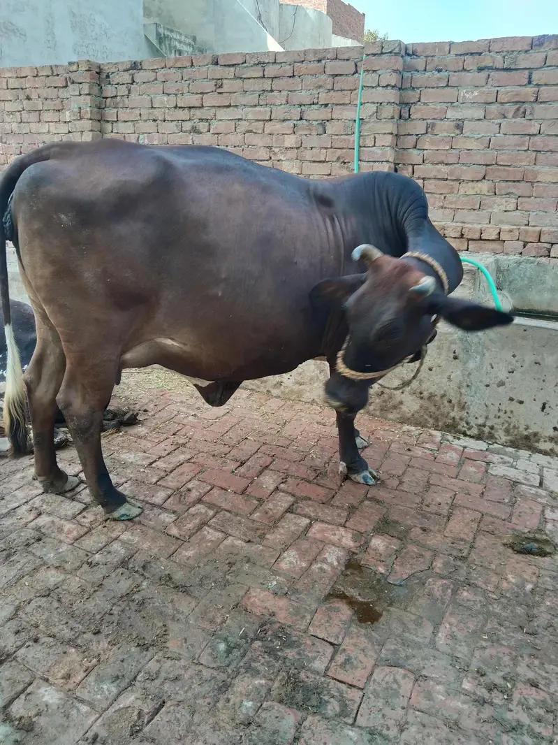 sahiwal cow — photo 6