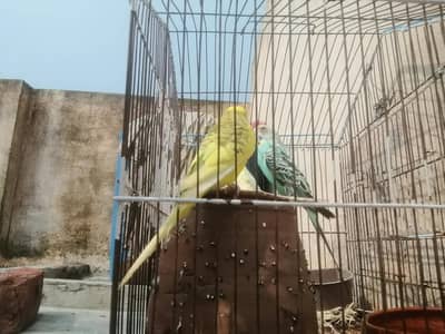 one pair and one tcp female for sale
