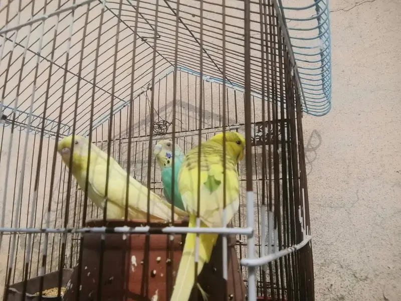 one pair and one tcp female for sale — photo 2