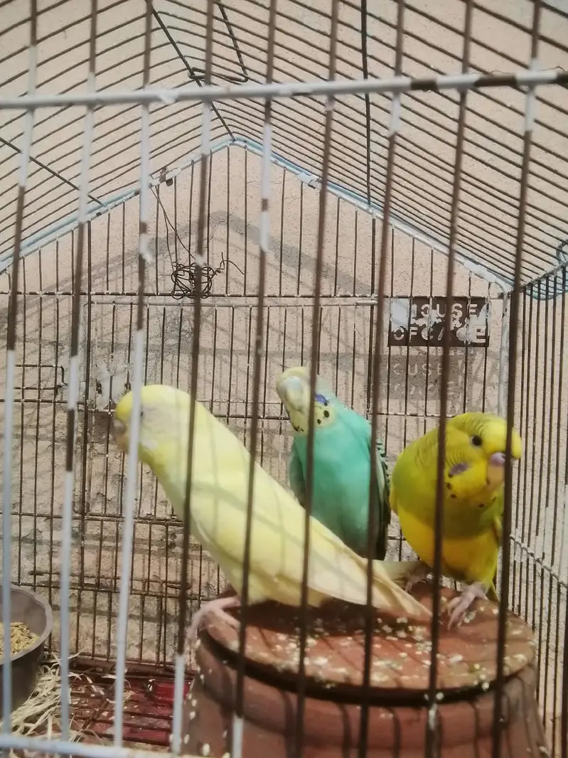 one pair and one tcp female for sale — photo 3