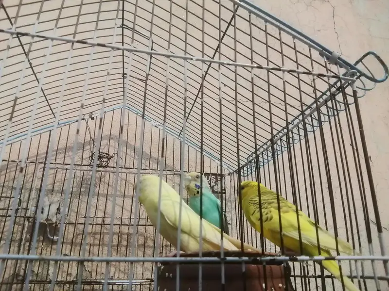 one pair and one tcp female for sale — photo 4
