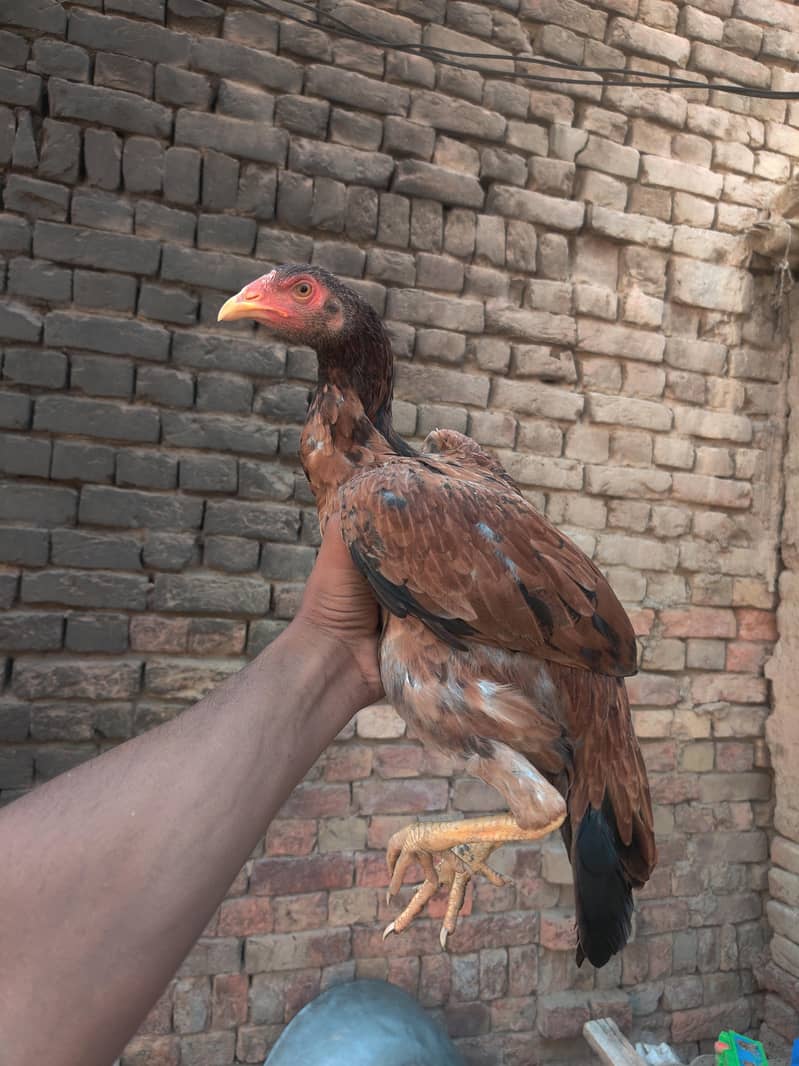 murgi 1