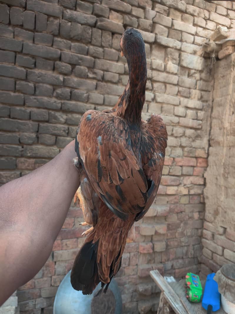 murgi 2