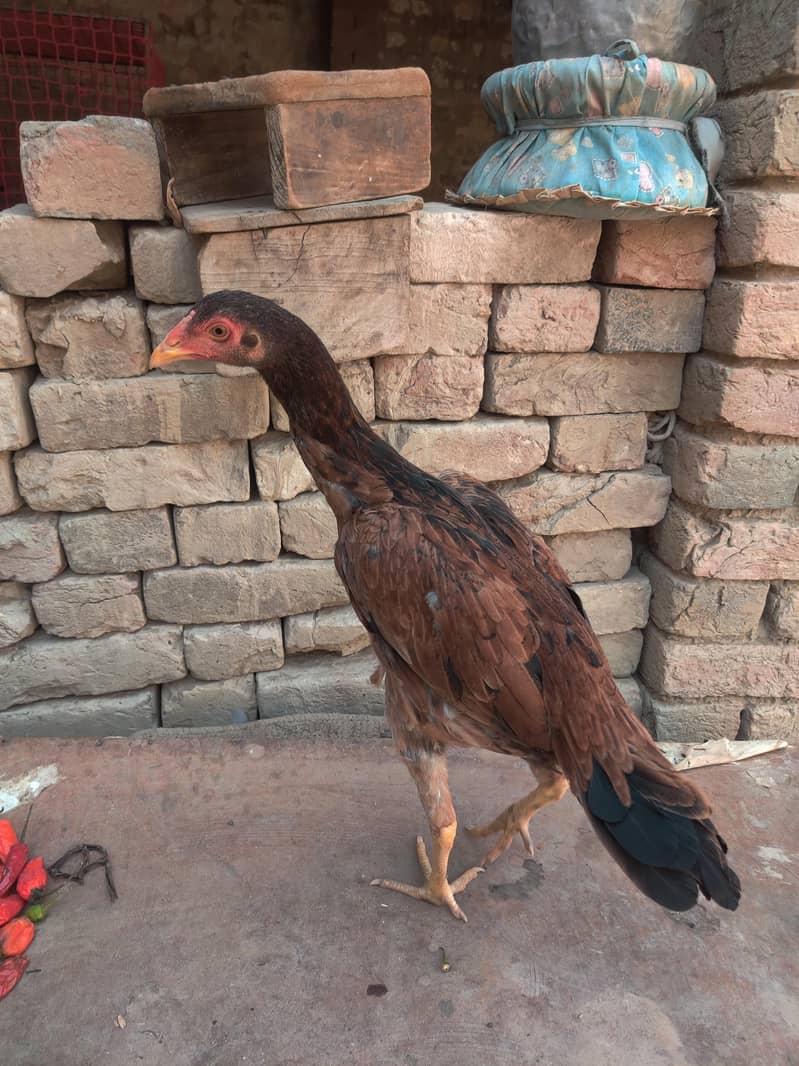 murgi 3