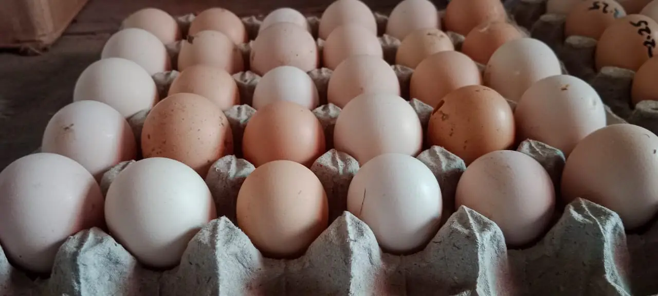Desi Eggs for Sale – 100% Organic & Fresh