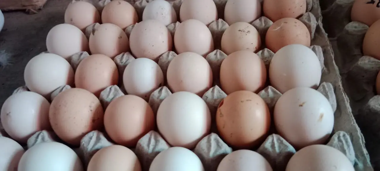 Desi Eggs for Sale – 100% Organic & Fresh — photo 2