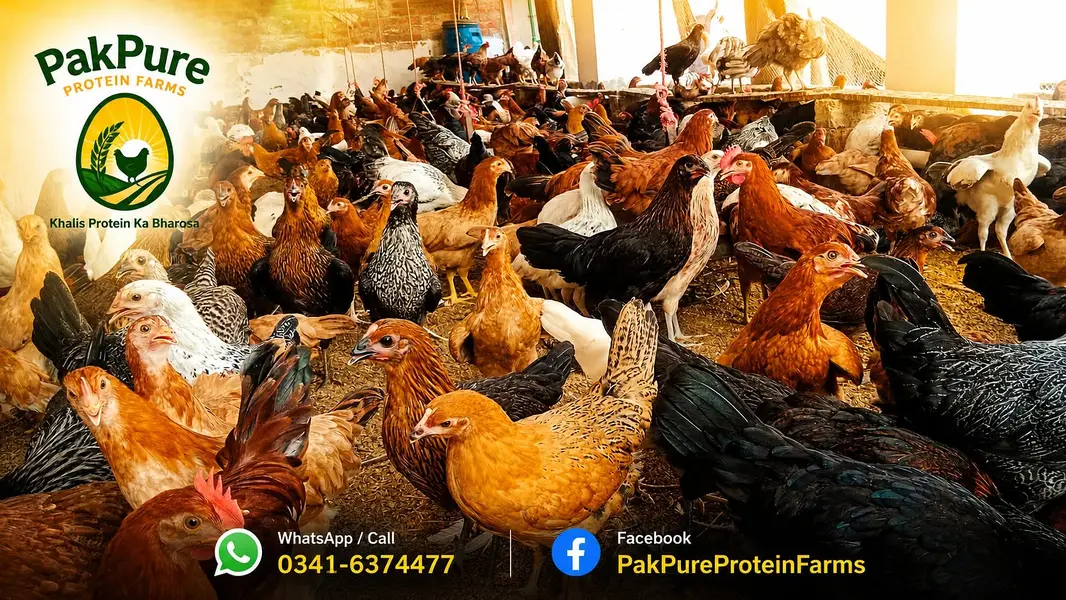 Desi Eggs for Sale – 100% Organic & Fresh — photo 3