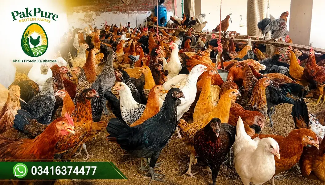 Desi Eggs for Sale – 100% Organic & Fresh — photo 5