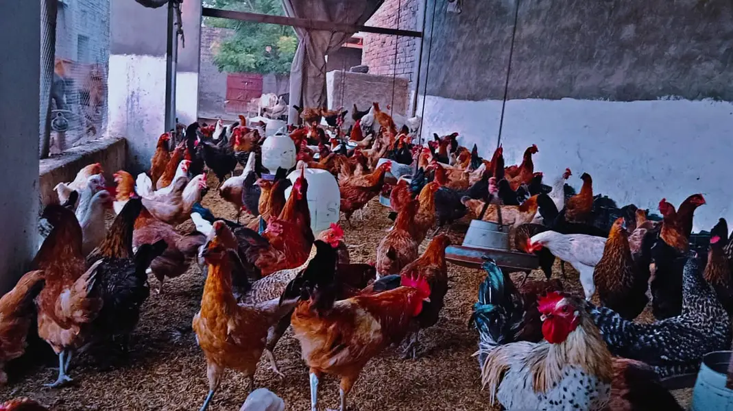 Desi Eggs for Sale – 100% Organic & Fresh — photo 6