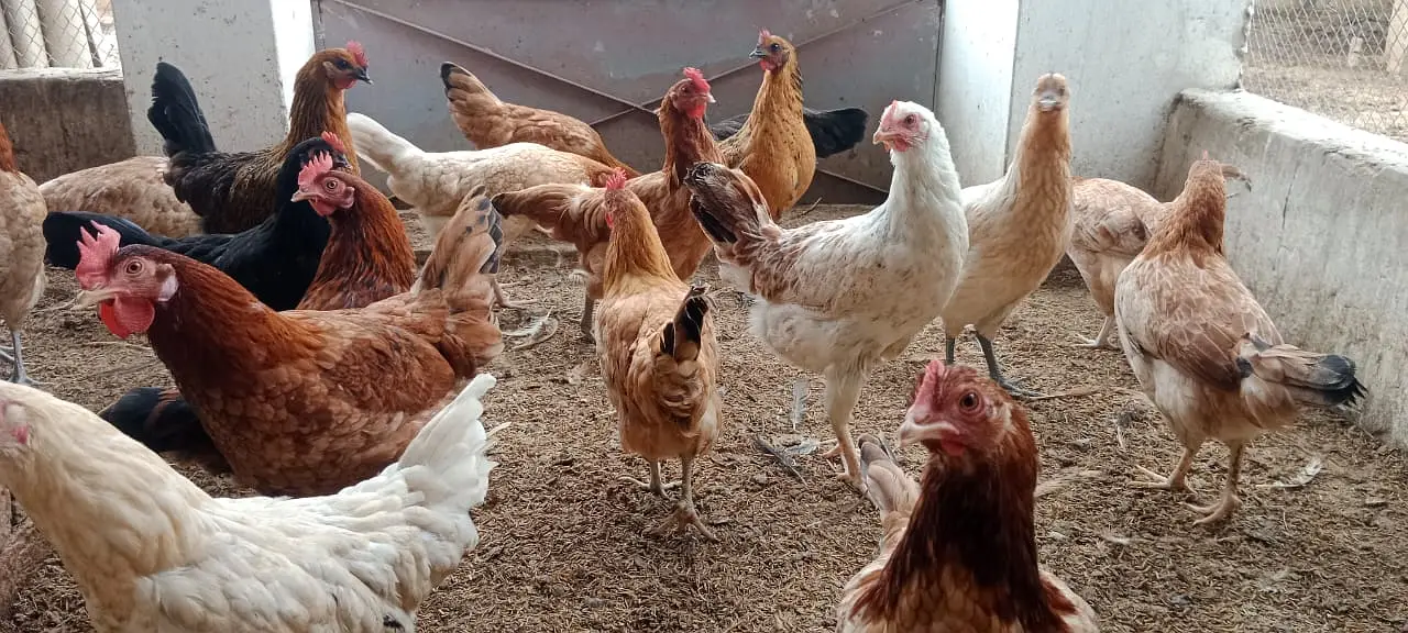 Desi Eggs for Sale – 100% Organic & Fresh — photo 7