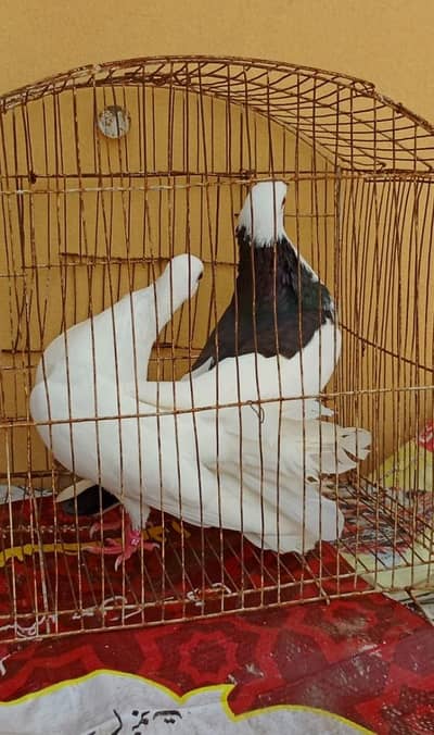big fancy pair for sale
