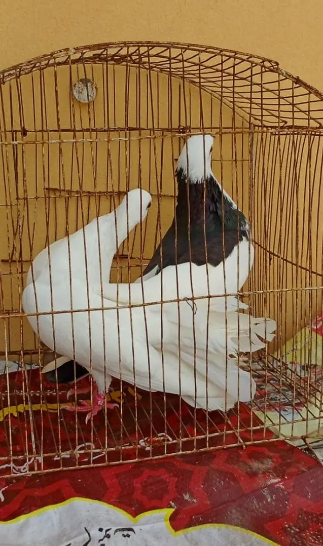 big fancy pair for sale