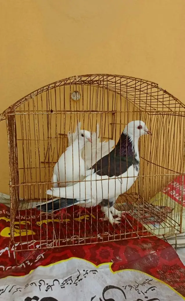 big fancy pair for sale — photo 2