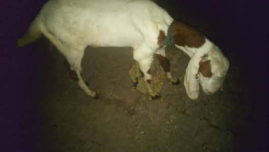 Rajan Puri White Ghulabi Ablak Bakra without Horn's