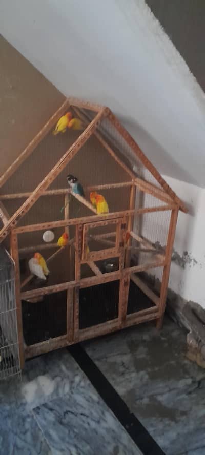 loving love birds