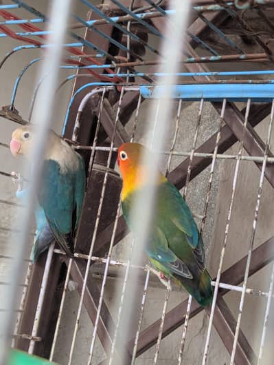 love bird for sale