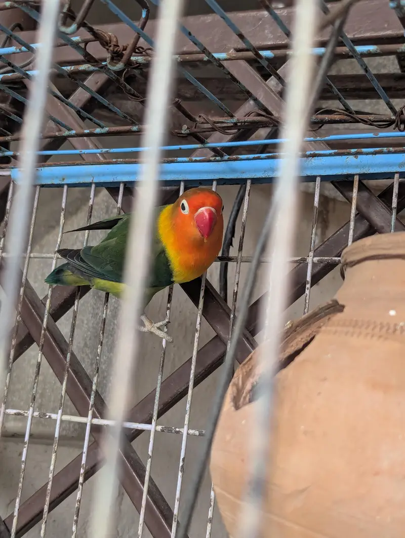 love bird for sale — photo 2