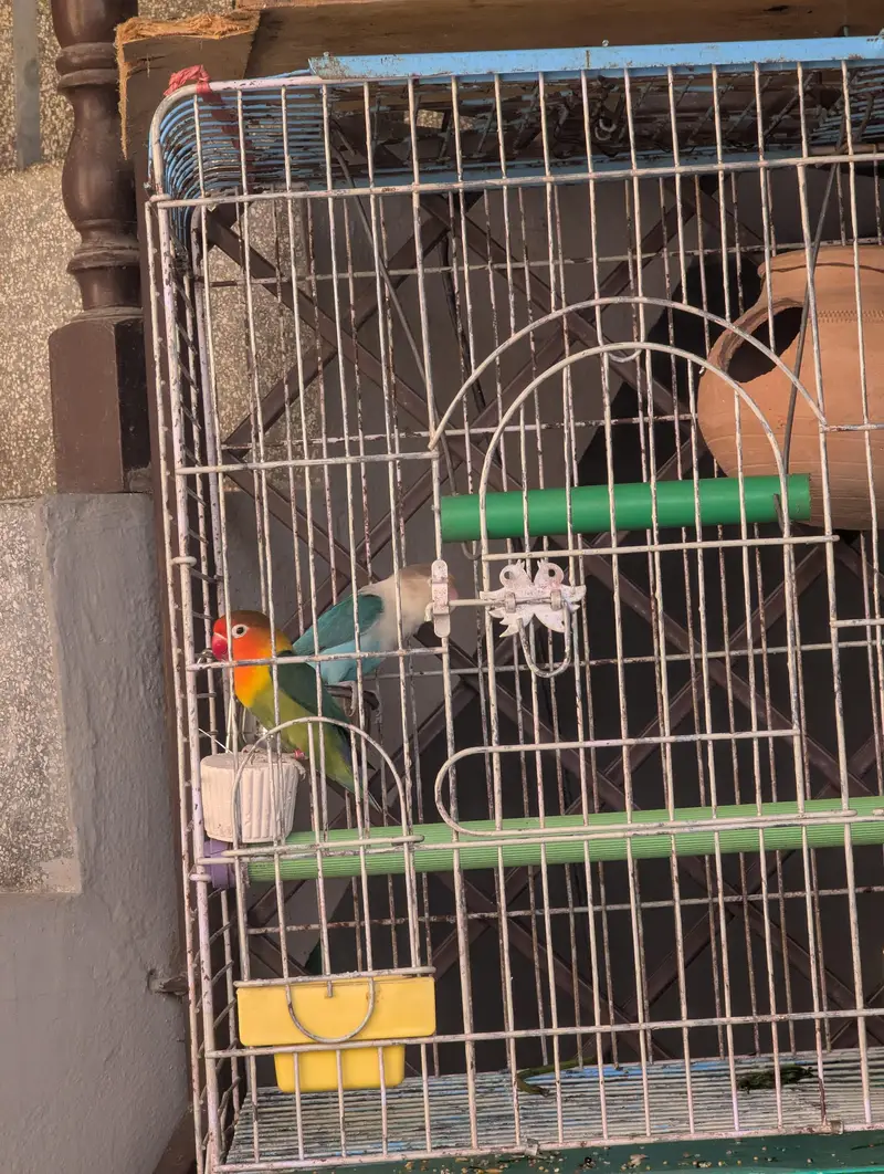 love bird for sale — photo 3