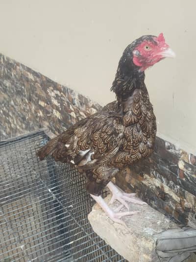 Aseel phata phati for Sale