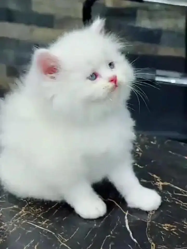 (Persian female kitten) (for sale all) (Pakistan delivery available)
