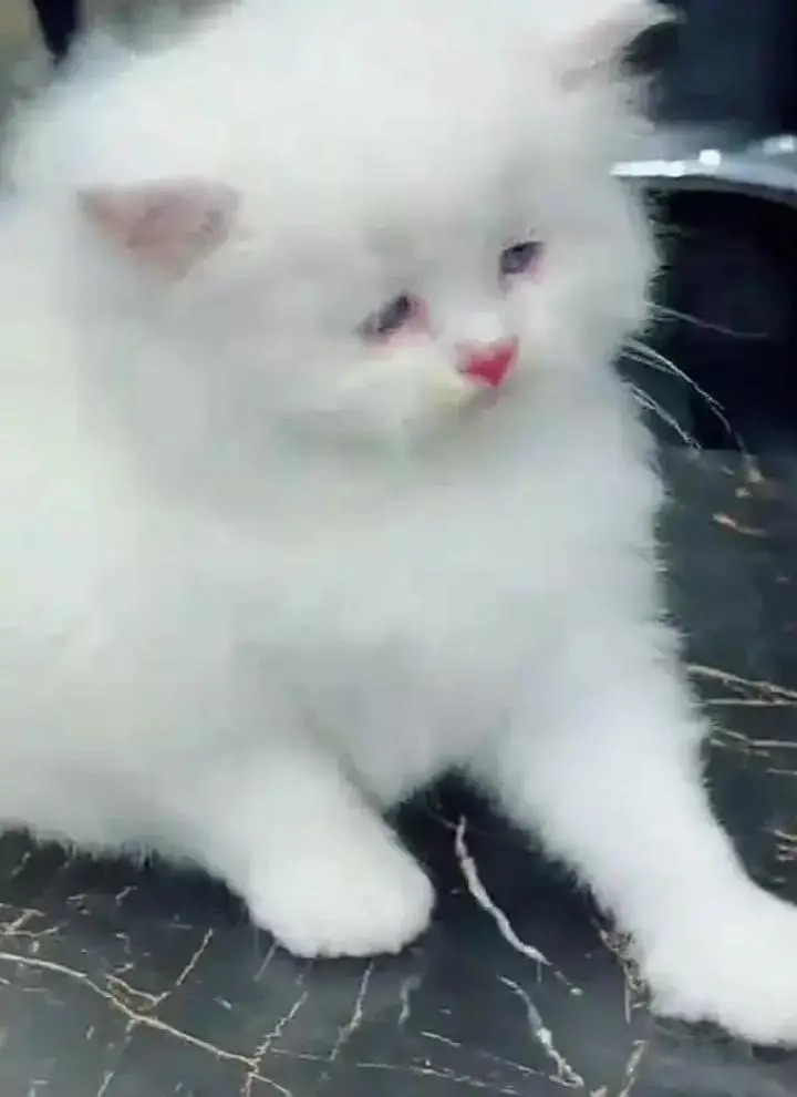 (Persian female kitten) (for sale all) (Pakistan delivery available) — photo 2