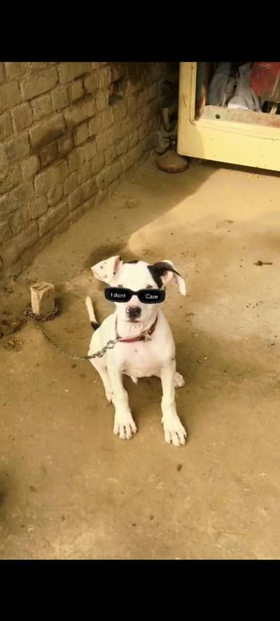 dog gultariya