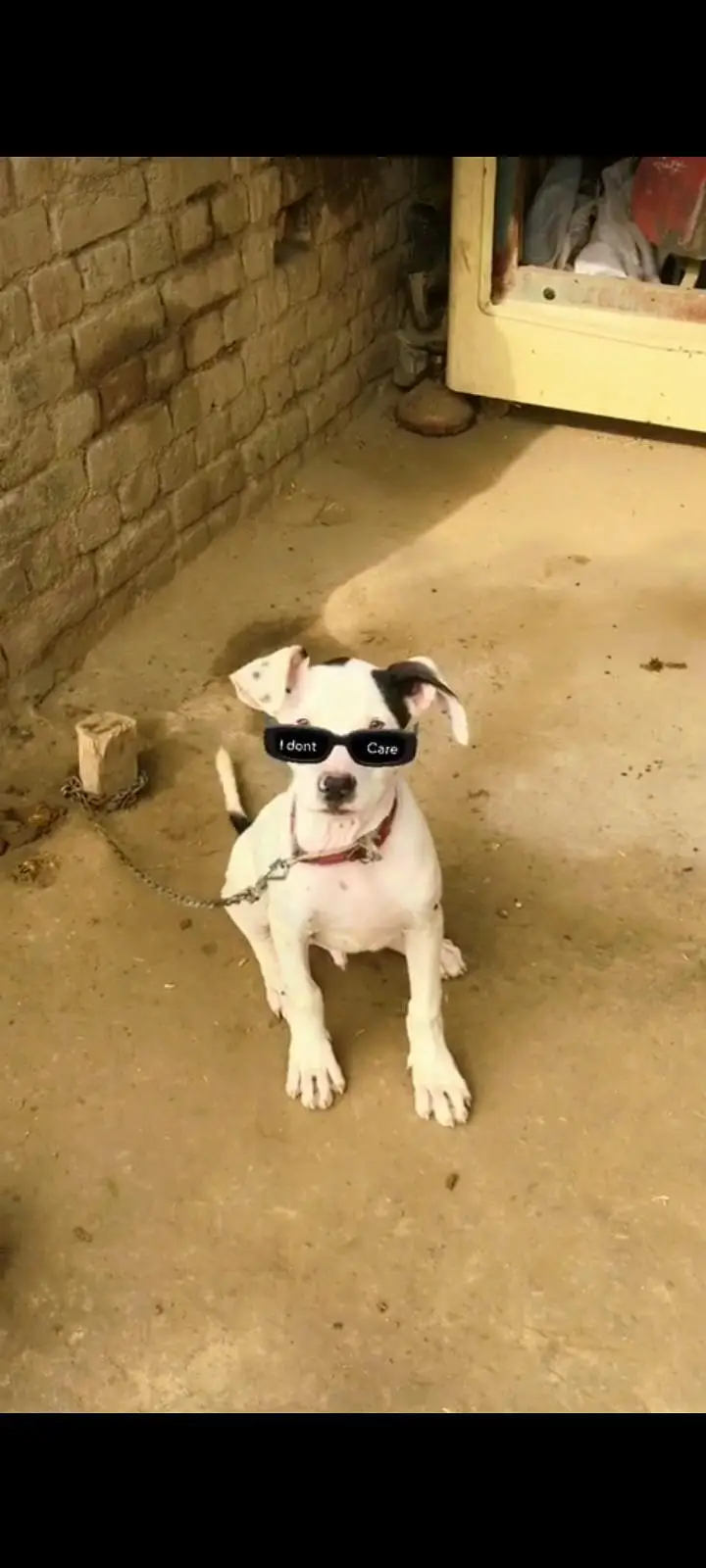 dog gultariya