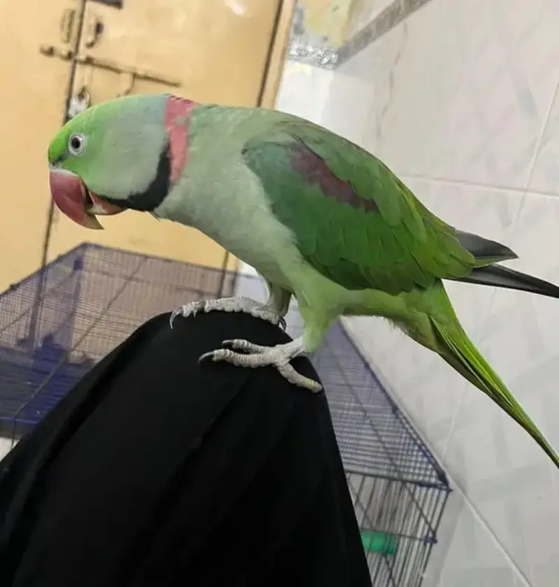 Kashmir Raw Parrot  handtam