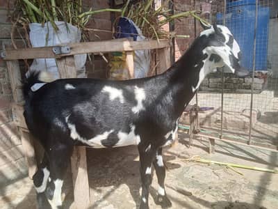 Healthy Teddy & Desi Female and desi dogli bakri / Goats for Sale