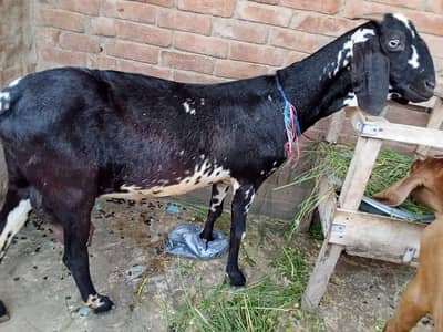 Desi Female/desi dogli bakri / Goats for Sale