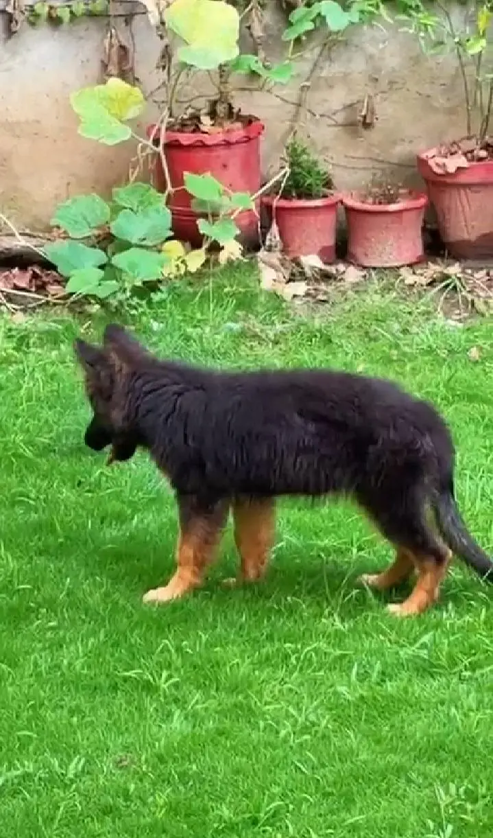 German Shepherd Puppy Long Coat