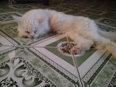Doll face Persian Pure White