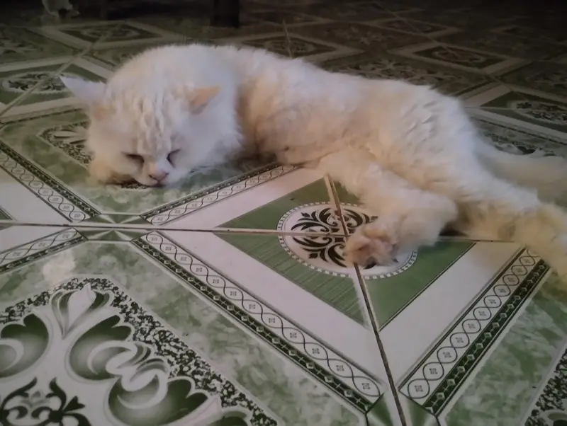 Doll face Persian Pure White