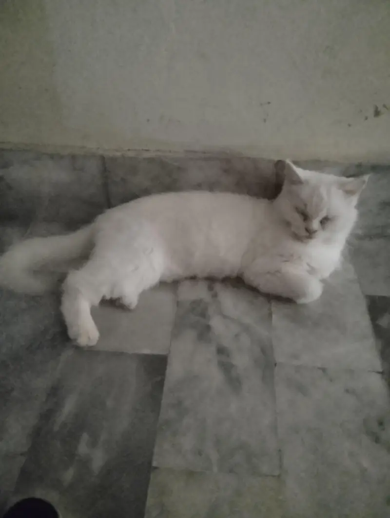 Doll face Persian Pure White — photo 2