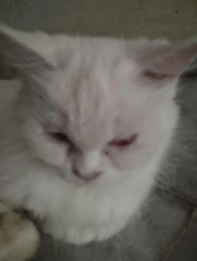 Doll face Persian Pure White — photo 3