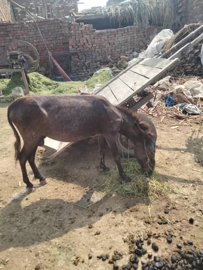 sell the donkey