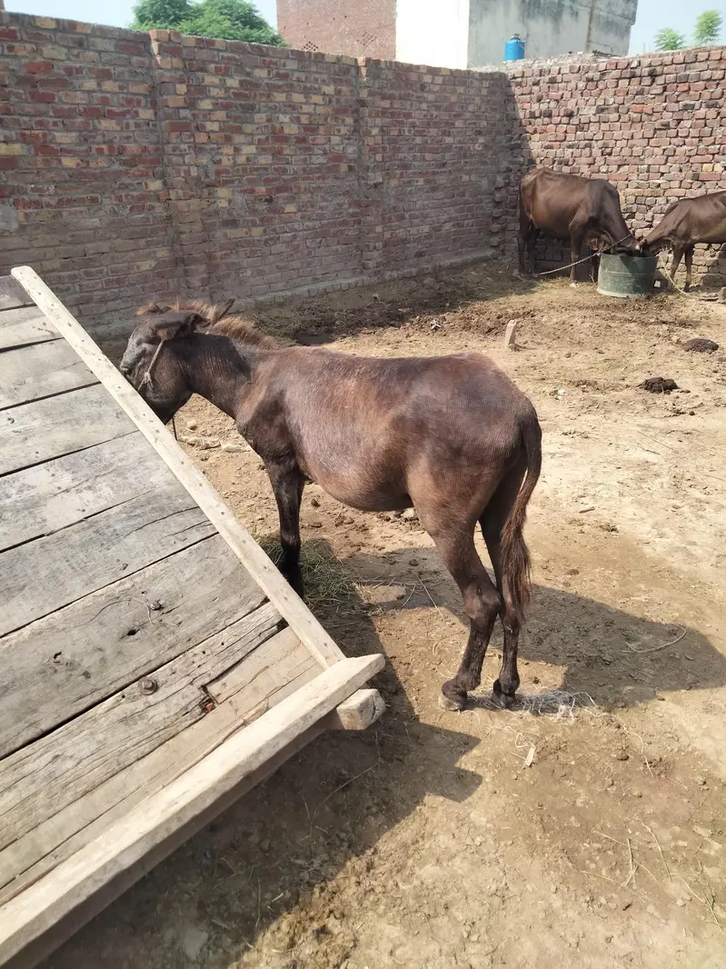 sell the donkey — photo 2