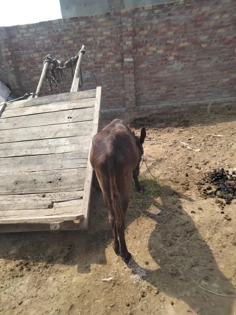 sell the donkey — photo 3