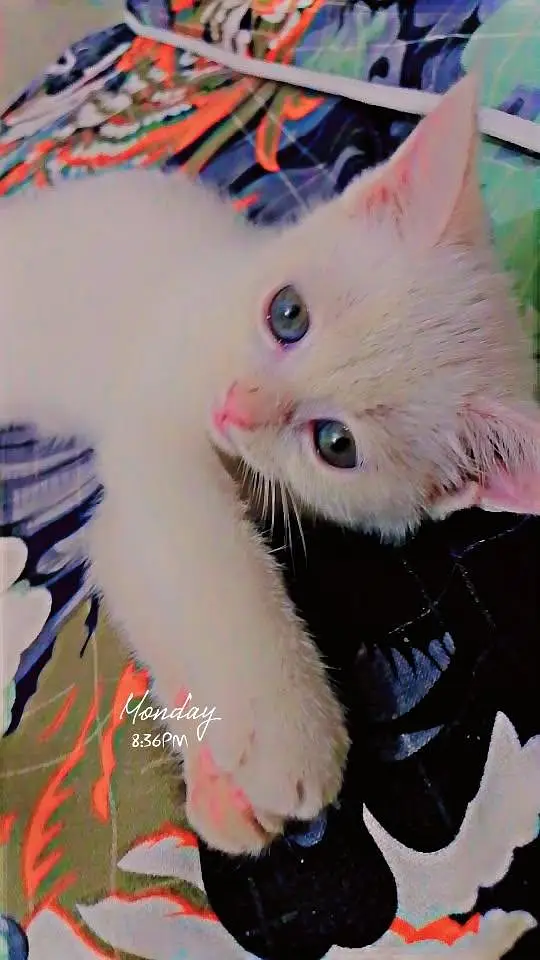 sale my cate — photo 3