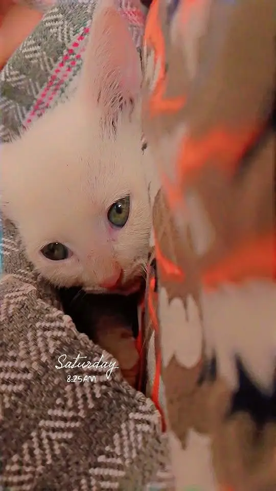 sale my cate — photo 4