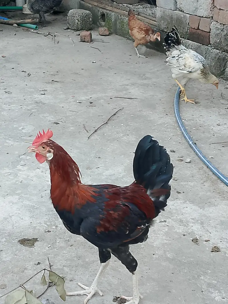 Murgha desi /golden misri — photo 2