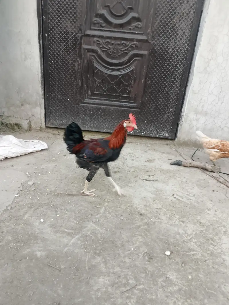 Murgha desi /golden misri — photo 3