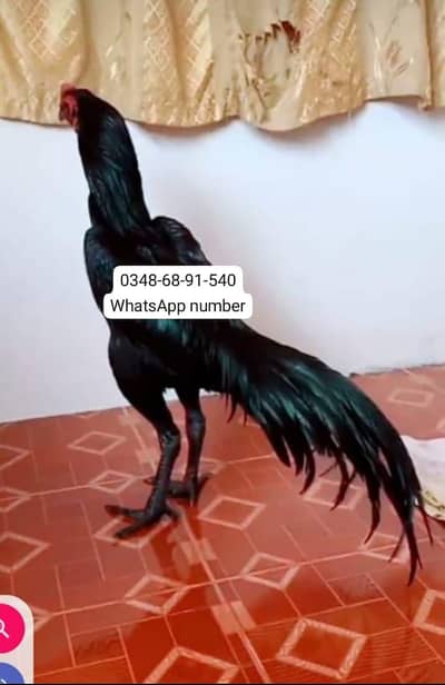 breed aseel heera  delivery