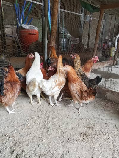 Gold Misri Desi fresh pathian hens | Desi hens | murgia