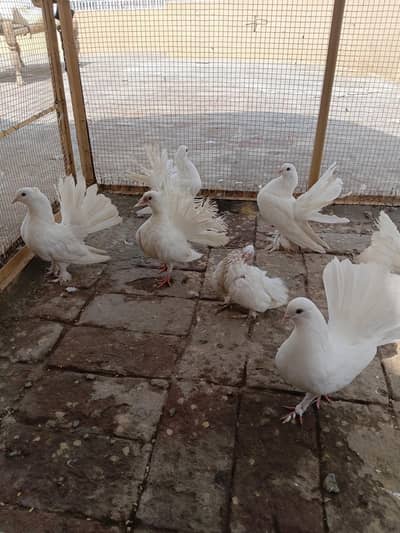 Lakki Kabutar White Pair