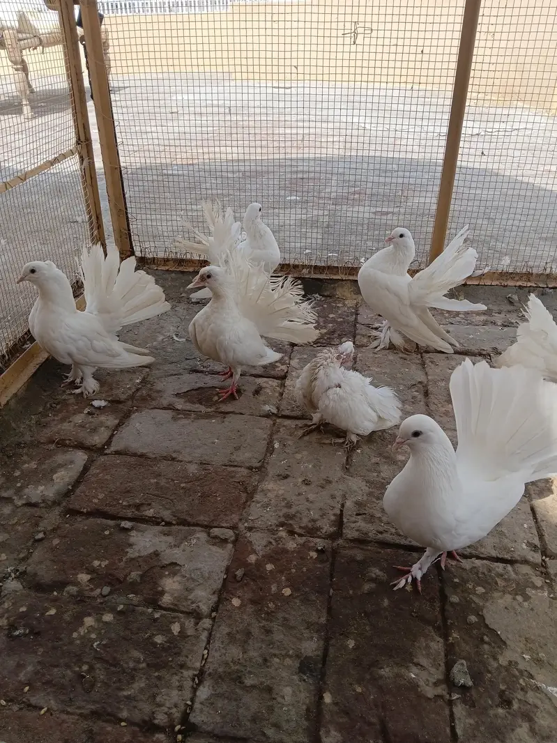 Lakki Kabutar White Pair