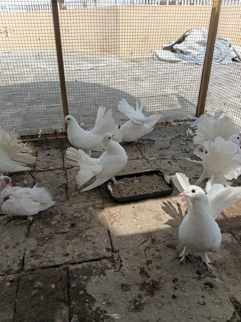 Lakki Kabutar White Pair — photo 2