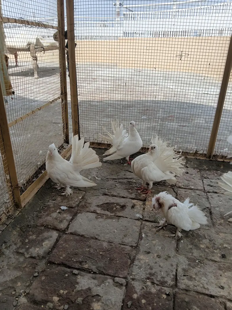 Lakki Kabutar White Pair — photo 3